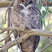 Great Horned Owl